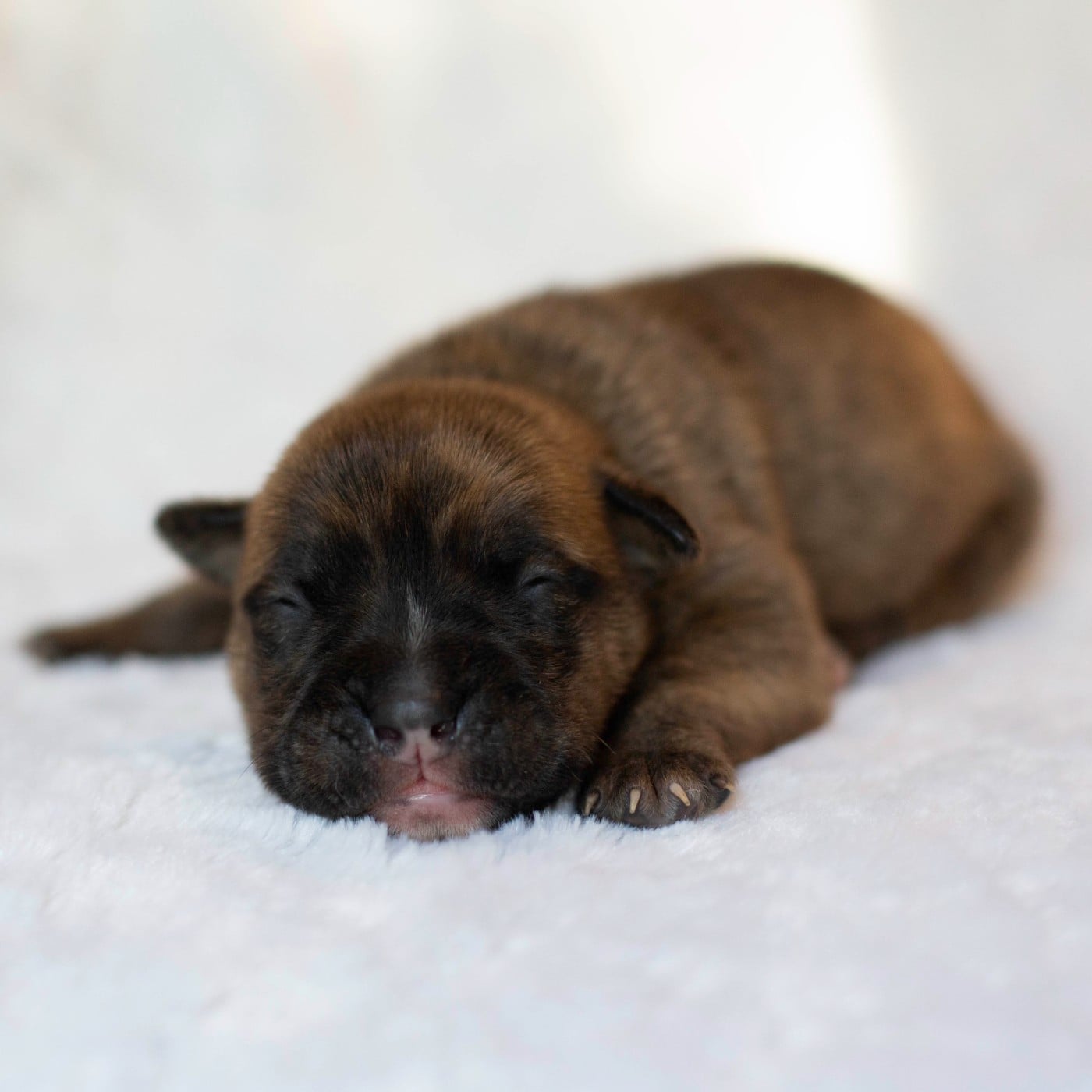 CHIOT 9