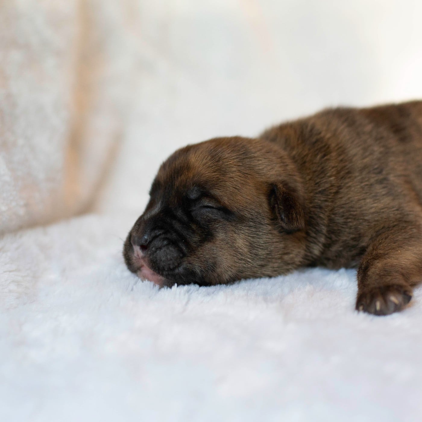 CHIOT 9