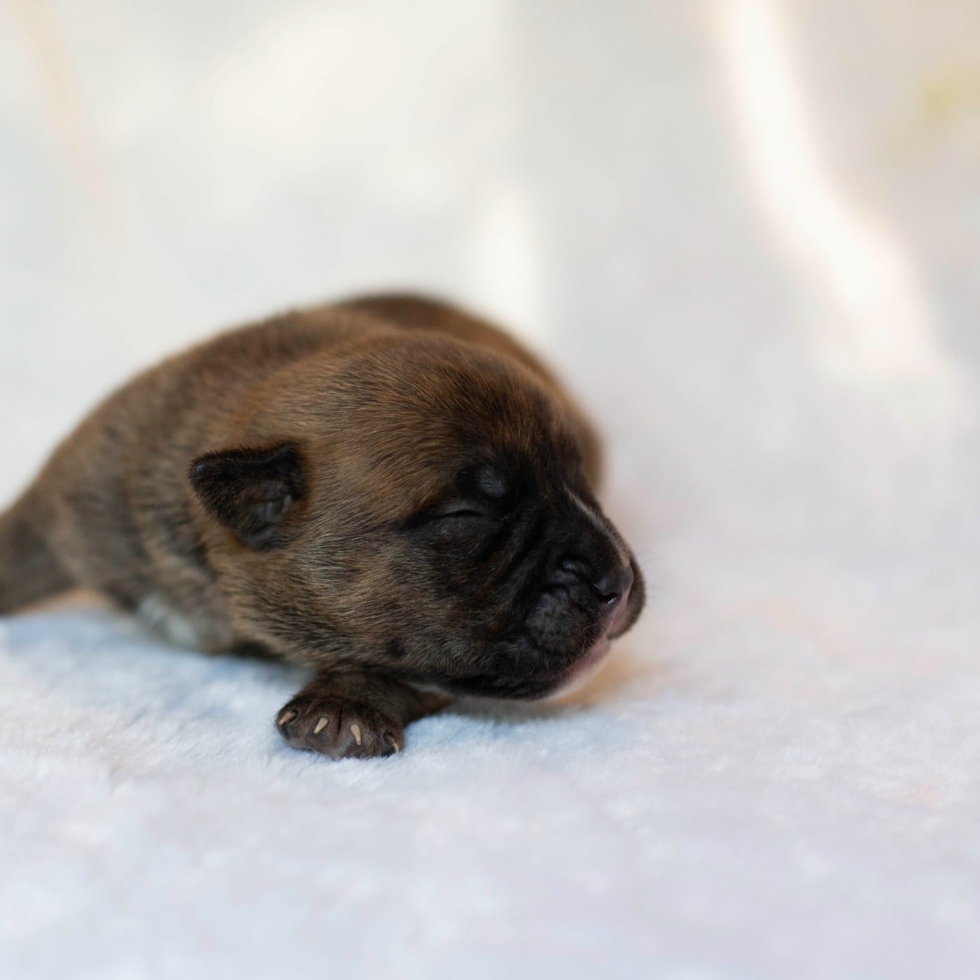 CHIOT 9