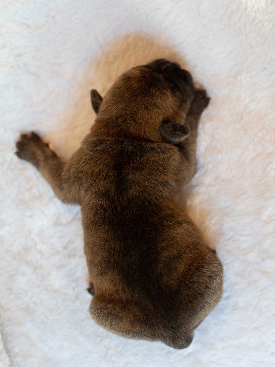 CHIOT 9
