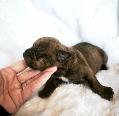 Les chiots de Bulldog continental
