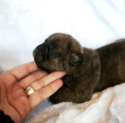 Les chiots de Bulldog continental