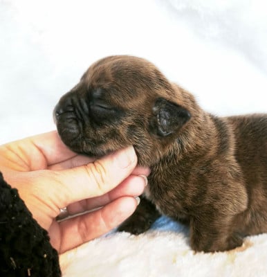 Les chiots de Bulldog continental