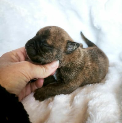 Les chiots de Bulldog continental
