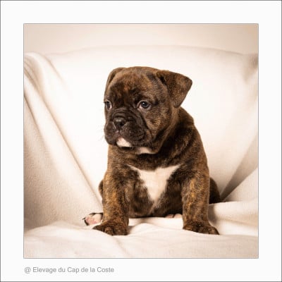 Les chiots de Bulldog continental