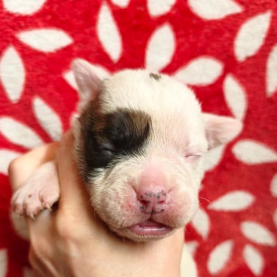 Les chiots de Bulldog continental