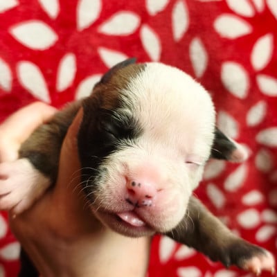 Les chiots de Bulldog continental