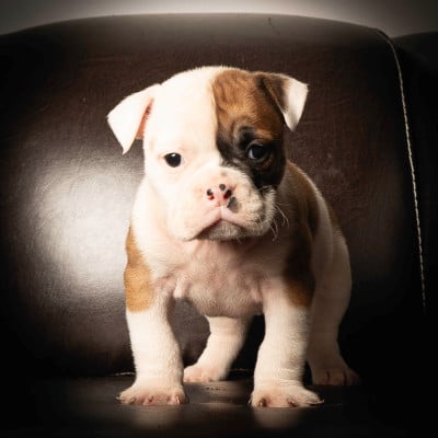 Les chiots de Bulldog continental