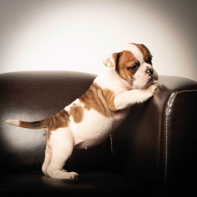 Les chiots de Bulldog continental