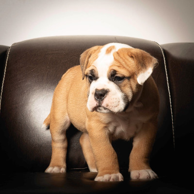 Les chiots de Bulldog continental