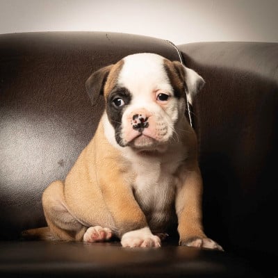 Les chiots de Bulldog continental