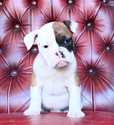 Les chiots de Bulldog continental