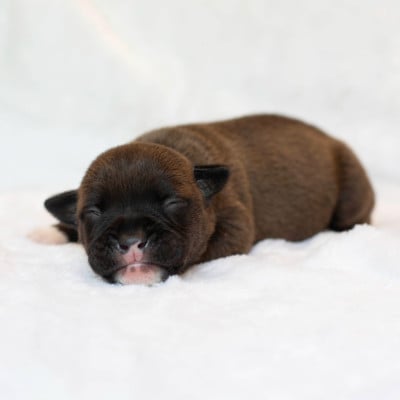 Les chiots de Bulldog continental