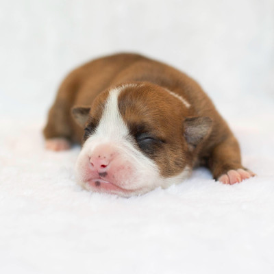 Les chiots de Bulldog continental
