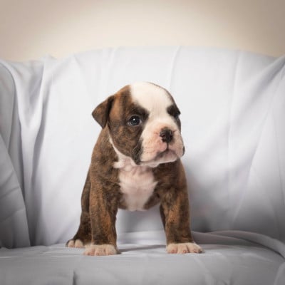 Les chiots de Bulldog continental