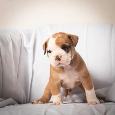 Les chiots de Bulldog continental