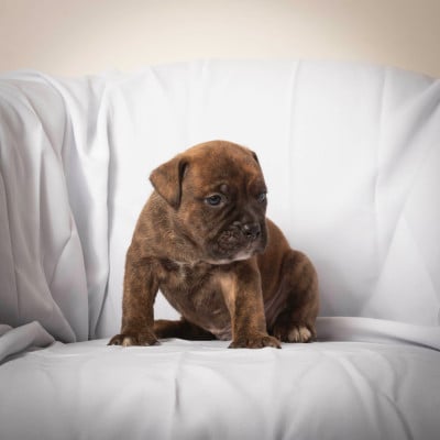 Les chiots de Bulldog continental