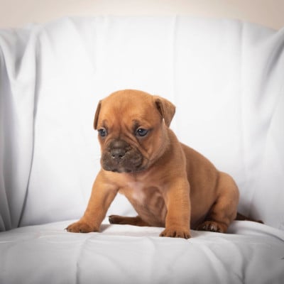 Les chiots de Bulldog continental