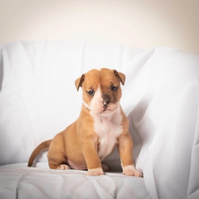 Les chiots de Bulldog continental