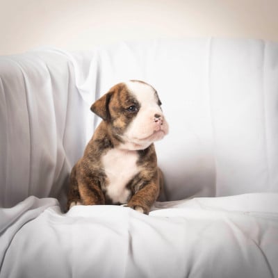 Les chiots de Bulldog continental