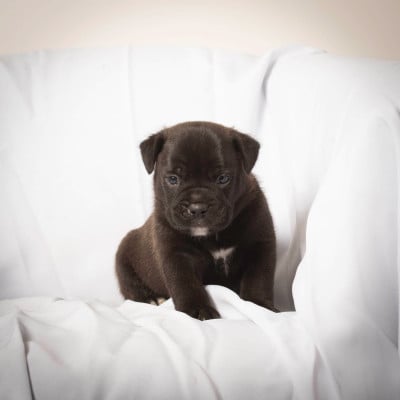 Les chiots de Bulldog continental