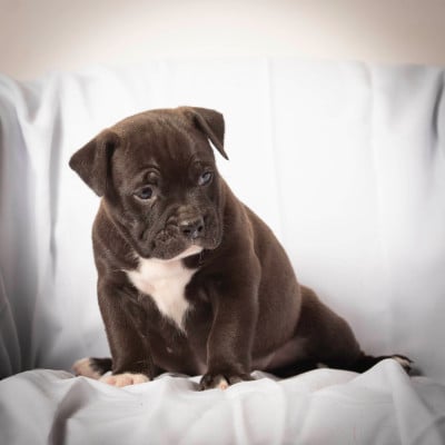 Les chiots de Bulldog continental