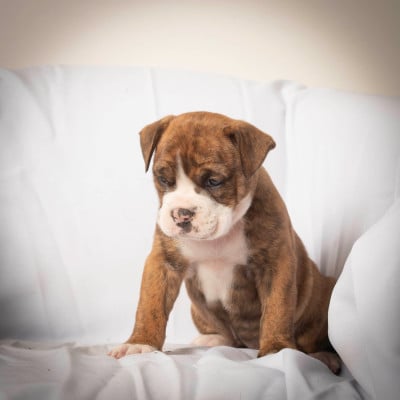 Les chiots de Bulldog continental