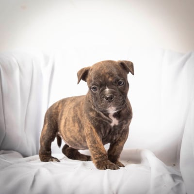 Les chiots de Bulldog continental