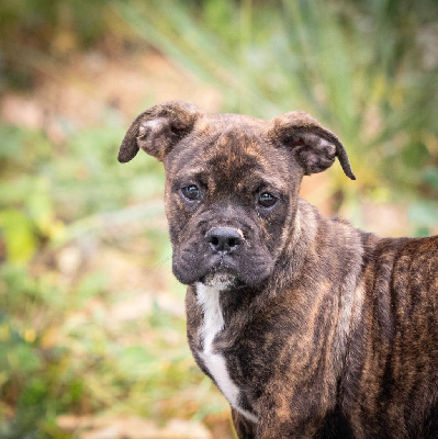 Les chiots de Bulldog continental