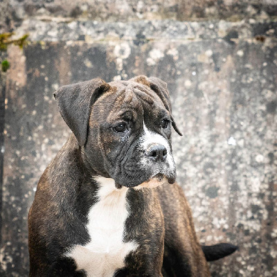 Les chiots de Bulldog continental