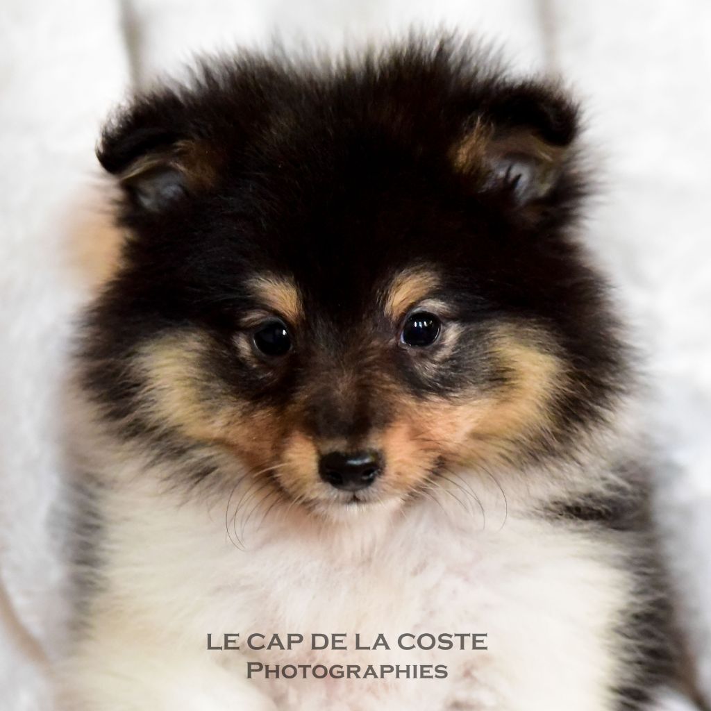 CHIOT - Shetland Sheepdog