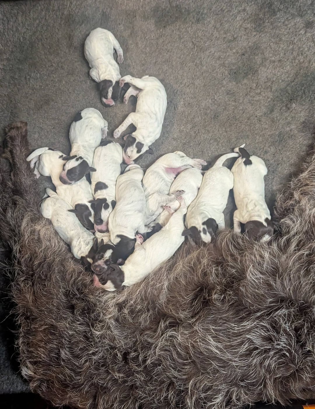 Chiot Griffon d'arrêt à poil dur Korthals