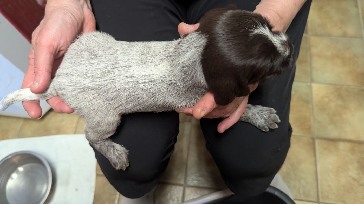 Chiot N°5 Benny