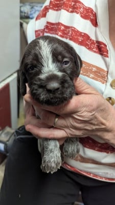 Les chiots de Griffon d'arrêt à poil dur Korthals