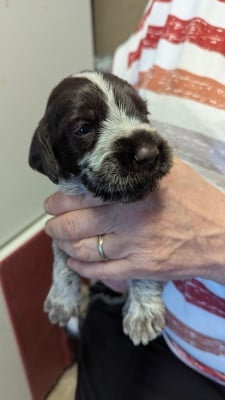 Les chiots de Griffon d'arrêt à poil dur Korthals