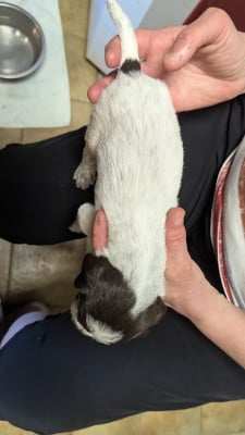 Les chiots de Griffon d'arrêt à poil dur Korthals