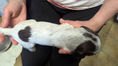Les chiots de Griffon d'arrêt à poil dur Korthals