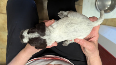 Les chiots de Griffon d'arrêt à poil dur Korthals