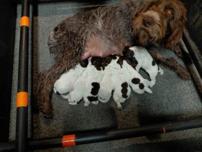 Les chiots de Griffon d'arrêt à poil dur Korthals