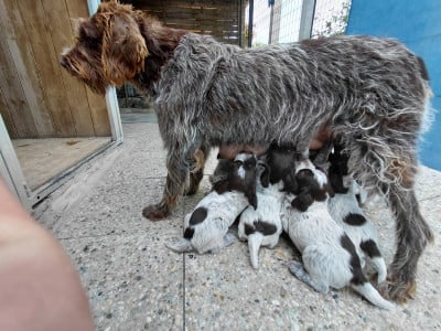 Les chiots de Griffon d'arrêt à poil dur Korthals