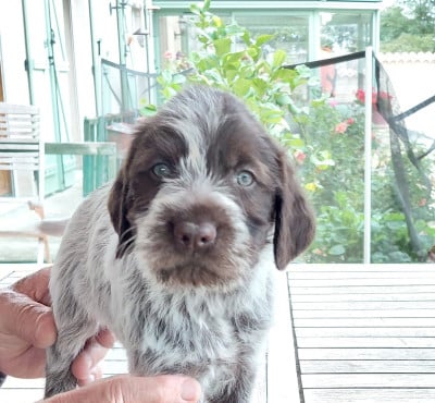 Les chiots de Griffon d'arrêt à poil dur Korthals