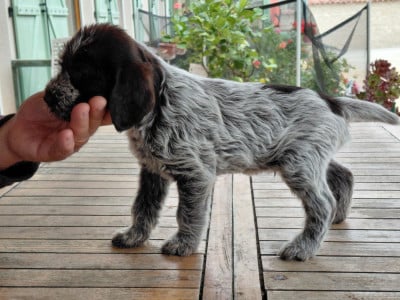 Les chiots de Griffon d'arrêt à poil dur Korthals