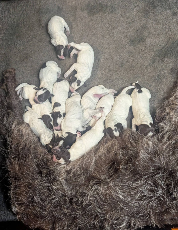 Griffon d'arrêt à poil dur Korthals - de la Plaine du Lys