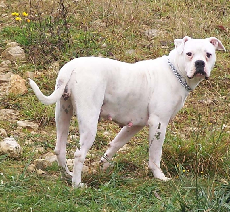 Publication : Des loups de l'aube Auteur : les loups de l'aube