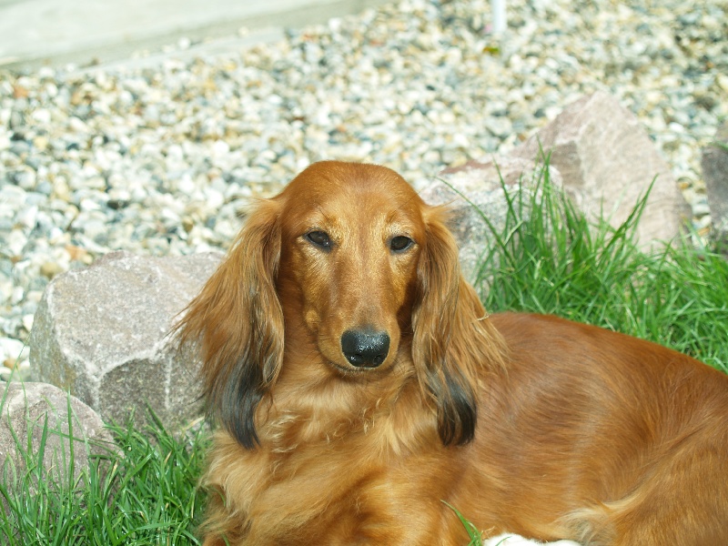 Publication : Du cap des embruns Auteur : dumont