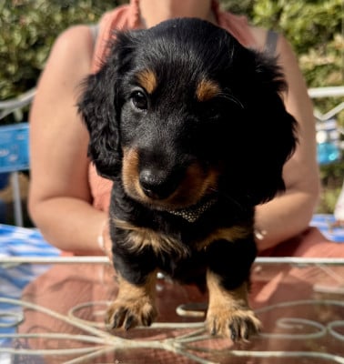 Les chiots de Teckel poil long