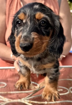 Les chiots de Teckel poil long