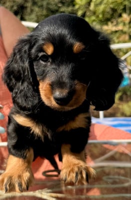 Les chiots de Teckel poil long