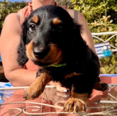 Les chiots de Teckel poil long
