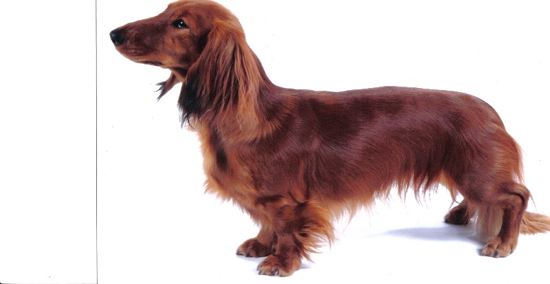 Victime de la mode Du chene daniele - RCACS